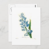 Blauwe Hyacint Briefkaart (Voorkant / Achterkant)