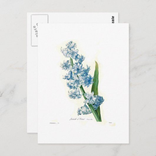 Blauwe Hyacint Briefkaart (Voorkant / Achterkant)