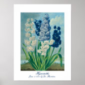 Blauwe hyacinten  botanische kunst poster (Voorkant)