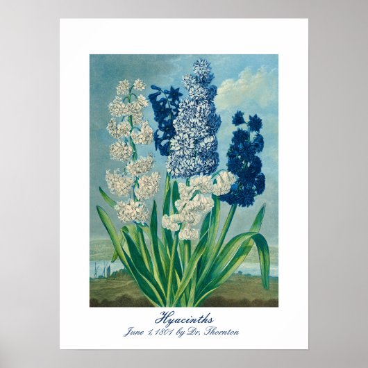 Blauwe hyacinten  botanische kunst poster (Voorkant)