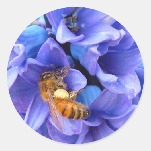BLAUWE HYACINTH ~ Stickers (Voorkant)