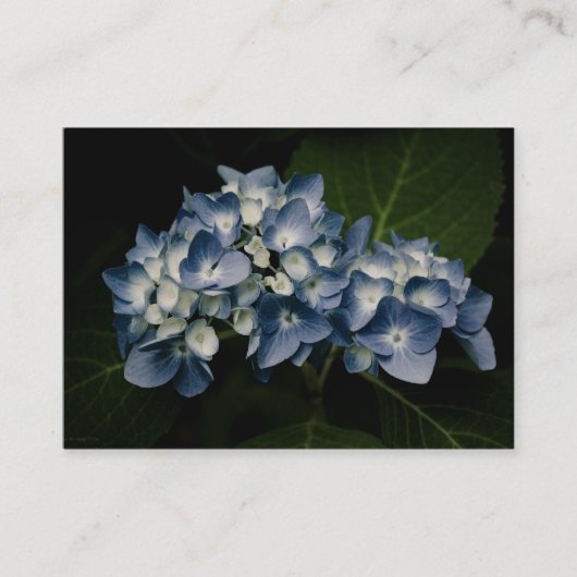 Blauwe Hydrangea 8514 Mini Print Visitekaartje (Voorkant)