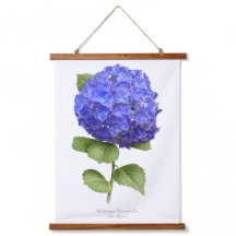 Blauwe hydrangea "Blauwe hemel" Florale botanische