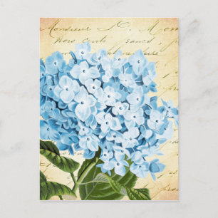 Blauwe hydrangea Bloem  Botanisch Briefkaart