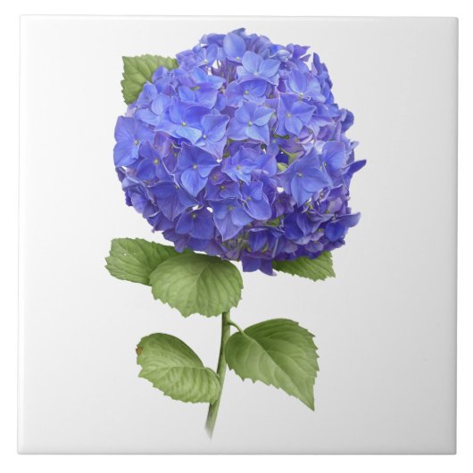 Blauwe Hydrangea Bloem Botanische Kunst Tegeltje (Voorkant)