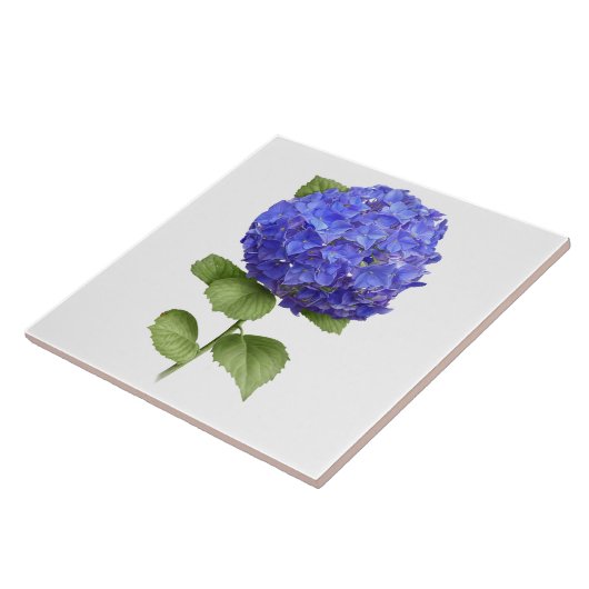 Blauwe Hydrangea Bloem Botanische Kunst Tegeltje (Zijkant)