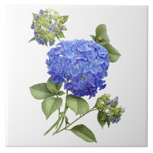 Blauwe Hydrangea Bloem Botanische Kunst Tegeltje (Voorkant)
