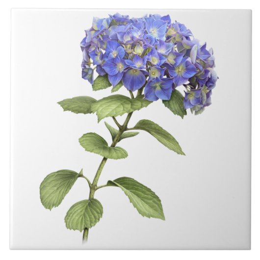 Blauwe Hydrangea Bloem Botanische Kunst Tegeltje (Voorkant)