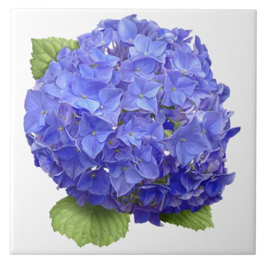 Blauwe Hydrangea Bloem Botanische Kunst Tegeltje (Voorkant)