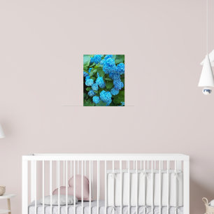 Blauwe Hydrangea Bloesem Bloem Fotografie Poster