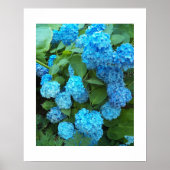 Blauwe Hydrangea Bloesem Bloem Fotografie Poster (Voorkant)