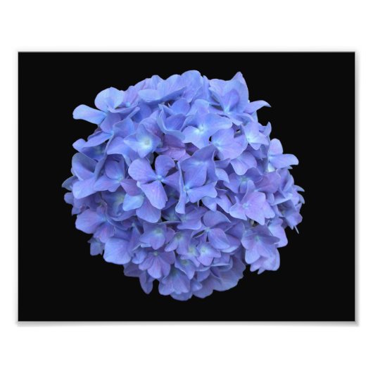 Blauwe hydrangea Bloom foto Afdruk (Voorkant)