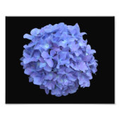 Blauwe hydrangea Bloom foto Foto Afdruk (Voorkant)