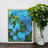 Blauwe hydrangea Blooms Floral