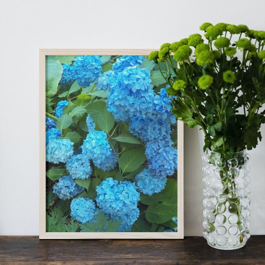 Blauwe hydrangea Blooms Floral Foto Afdruk