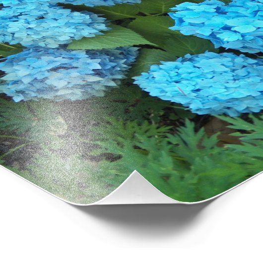 Blauwe hydrangea Blooms Floral Foto Afdruk (Hoek)