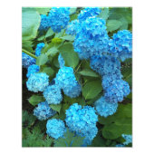 Blauwe hydrangea Blooms Floral Foto Afdruk (Voorkant)
