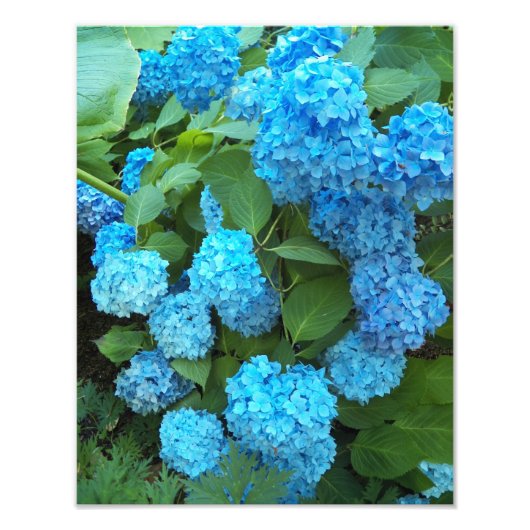 Blauwe hydrangea Blooms Floral Foto Afdruk (Voorkant)