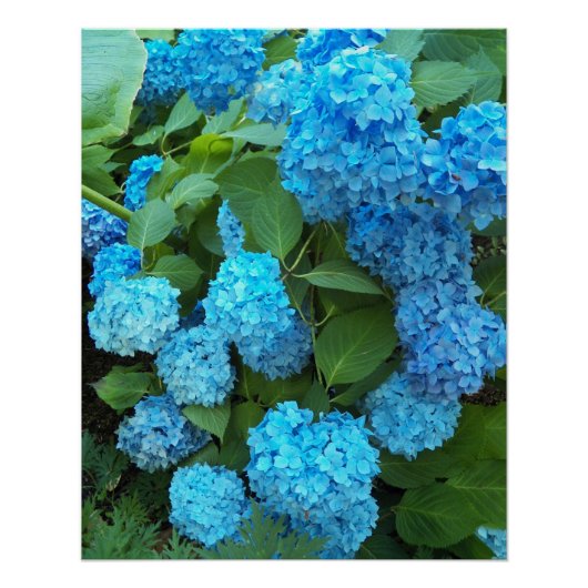 Blauwe hydrangea Blooms Floral Perfect Poster (Voorkant)