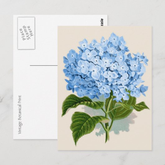 Blauwe hydrangea Botanische afdruk Briefkaart (Voorkant / Achterkant)