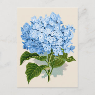 Blauwe hydrangea Botanische afdruk Briefkaart