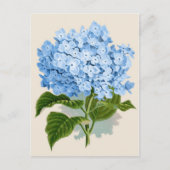 Blauwe hydrangea Botanische afdruk Briefkaart (Voorkant)