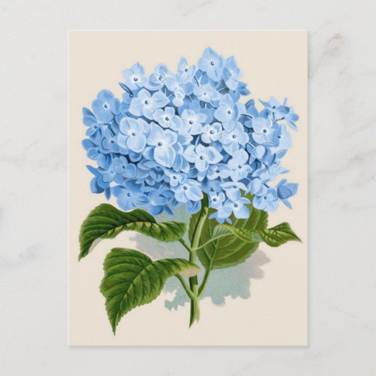 Blauwe hydrangea Botanische afdruk Briefkaart (Voorkant)