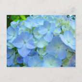 Blauwe hydrangea briefkaarten Floral postkaarten (Voorkant)