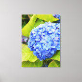Blauwe hydrangea canvas afdruk (Voorkant)