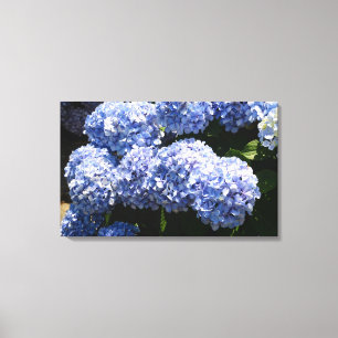 Blauwe Hydrangea Canvas Print