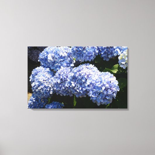 Blauwe Hydrangea Canvas Print (Voorkant)