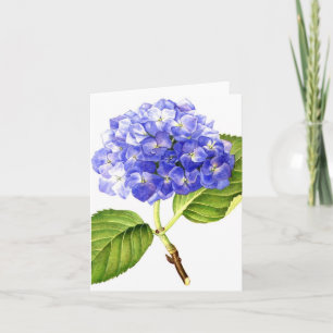 Blauwe Hydrangea hortensia Kaart