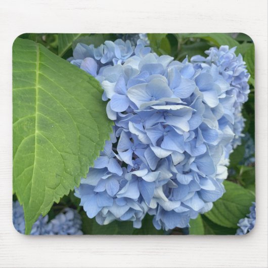 Blauwe Hydrangea (Hydrangea macrophylla) muismat (Voorkant)