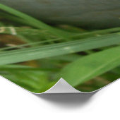 Blauwe hydrangea met Poster van Pitcher (Hoek)