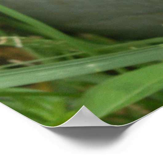 Blauwe hydrangea met Poster van Pitcher (Hoek)