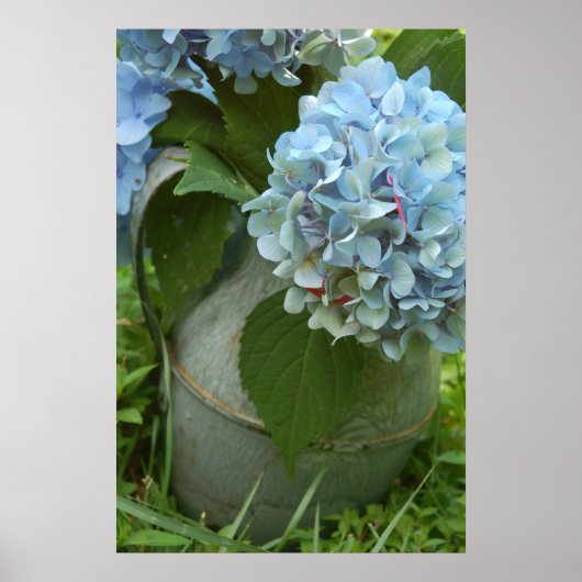 Blauwe hydrangea met Poster van Pitcher (Voorkant)