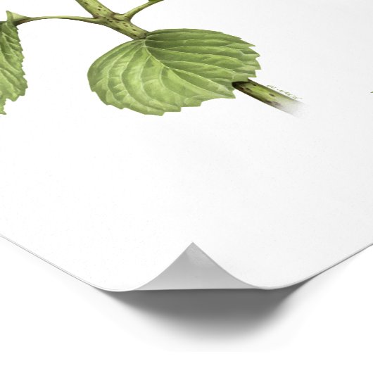 Blauwe hydrangea Originele Kunstafdrukken Poster (Hoek)