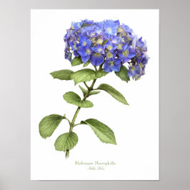 Blauwe hydrangea Originele Kunstafdrukken Poster