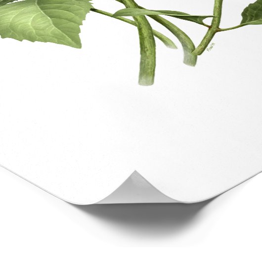 Blauwe hydrangea Originele Kunstafdrukken Poster (Hoek)