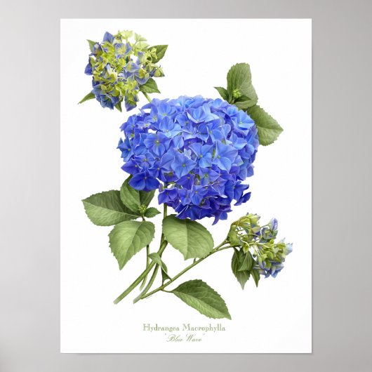 Blauwe hydrangea Originele Kunstafdrukken Poster (Voorkant)