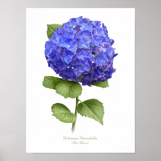 Blauwe hydrangea Originele Kunstafdrukken Poster (Voorkant)