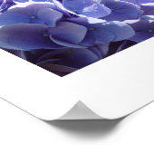 blauwe hydrangea poster (Hoek)