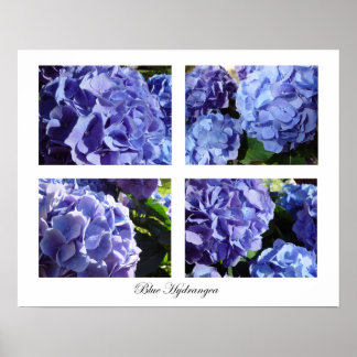blauwe hydrangea poster