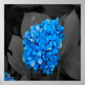Blauwe hydrangea poster (Voorkant)