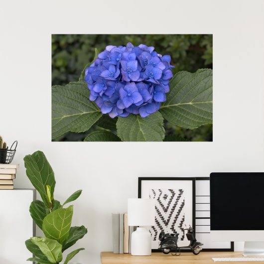 blauwe hydrangea poster (Thuiskantoor)
