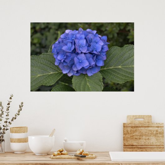 blauwe hydrangea poster (Keuken)