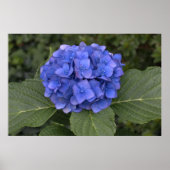blauwe hydrangea poster (Voorkant)