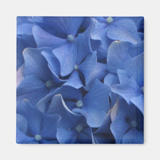 Blauwe Hydrangeas magneet (Voorkant)
