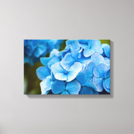 Blauwe hydrangebloem Canvas druk