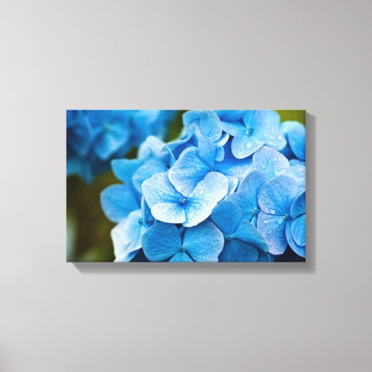 Blauwe hydrangebloem Canvas druk (Voorkant)